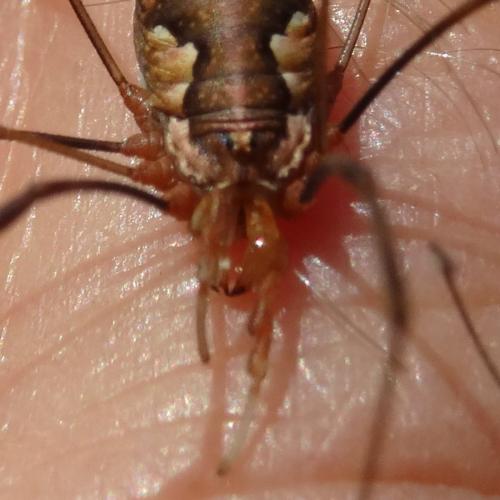 Dasylobus argentatus